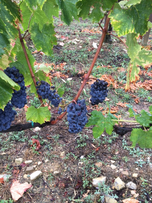 2016-09-16_125856971_56840_ios